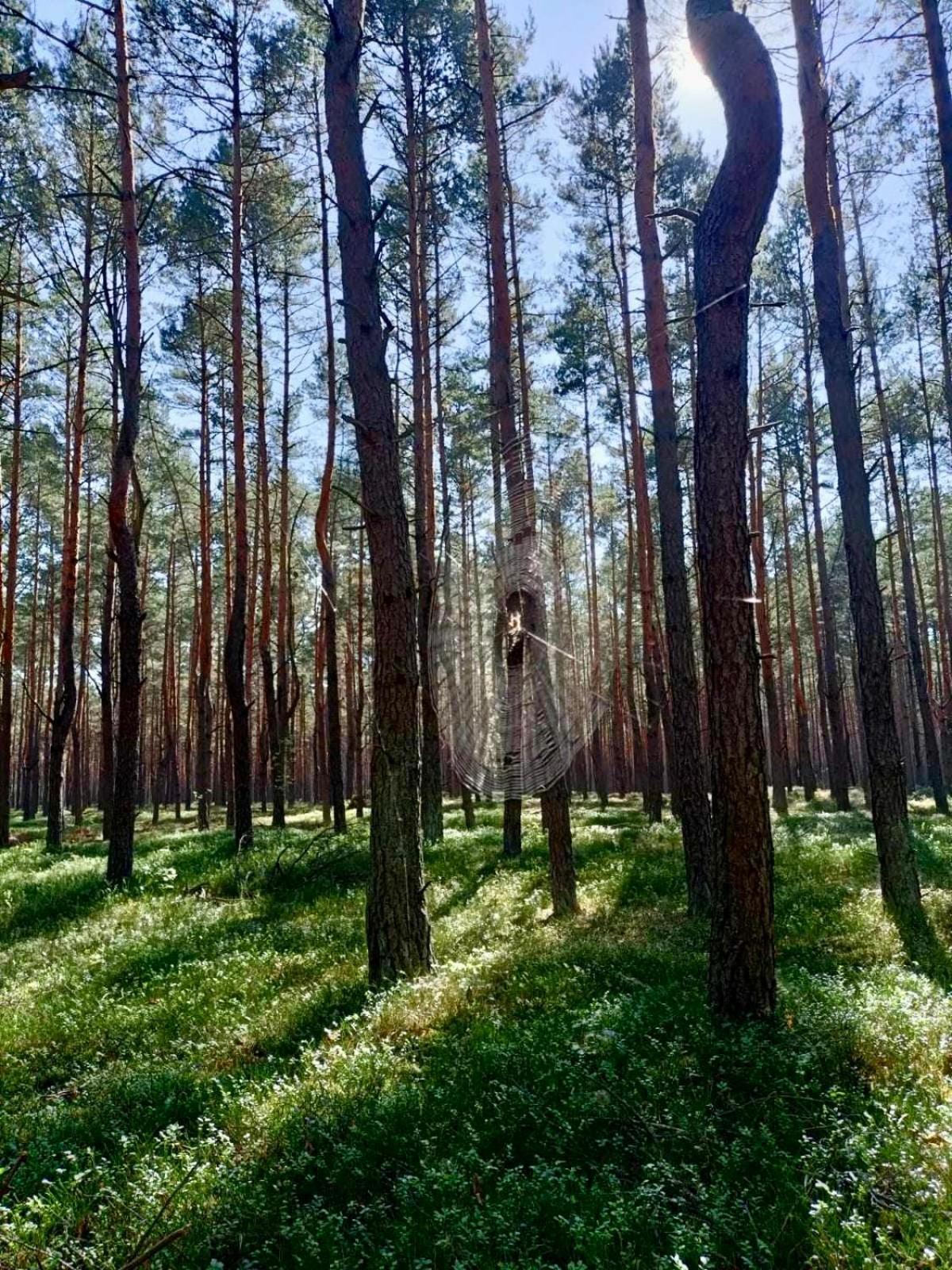 Lesniczowka Villa Rzadza ภายนอก รูปภาพ
